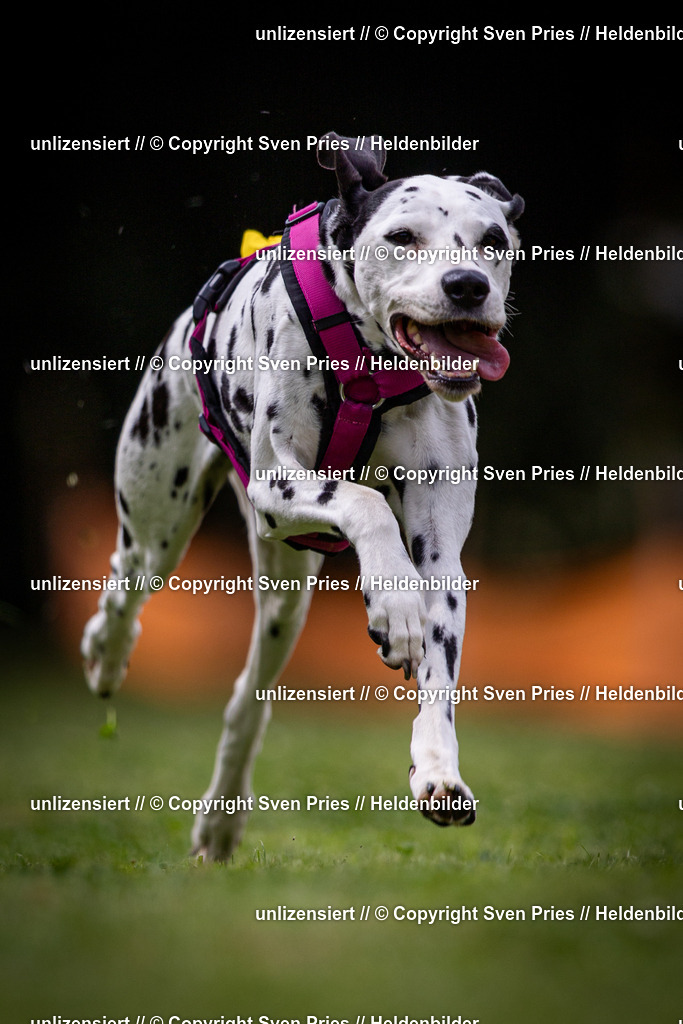 Sven Pries | 19. Allgemeines Hunderennen Karlsruhe Durlach - Realisiert mit Pictrs.com