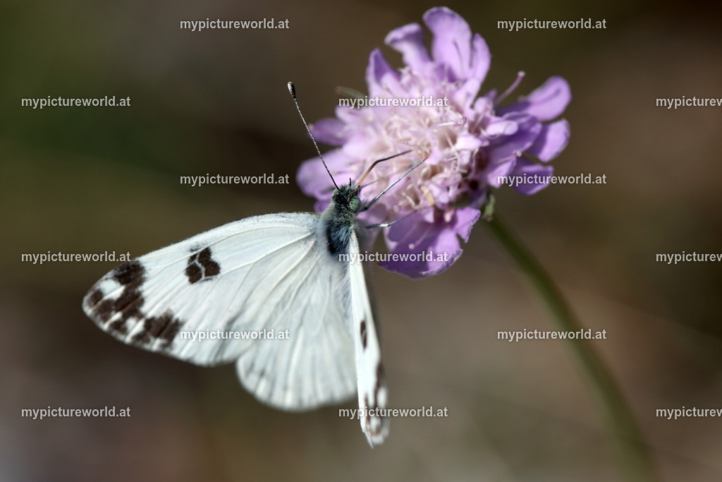 Pontia edusa-011 | Das Bilderarchiv über Tiere, Planzen und Landschaften. In der Bilddatenbank finden Sie ein große Auswahl an hochwertigen Bilder für Ihre Werbung - Realisiert mit Pictrs.com