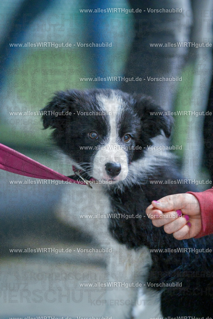 @allesWIRTHgut_Tierfotografie - www.allesWIRTHgut.de - 2604251329-7R503716 | Professionelle Tierfotografie in Mönchengladbach von Daniel Wirth (allesWIRTHgut). Liebevolle & natürliche Bilder von Hunden & Katzen für unvergessliche Erinnerungen.