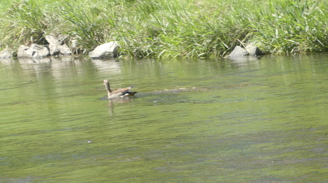 Nilgans (1) | Verkauf von Fotos und  Videoclips zumThema Natur.Motive sind Pflanzen, Tiere, Landschaftenund Wetter - Realisiert mit Pictrs.com