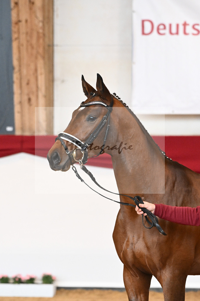 Kat-Nr. 56 Va Pensiero x Desperados_Gestuet Greim_43230803 | hf-fotografie - Realisiert mit Pictrs.com