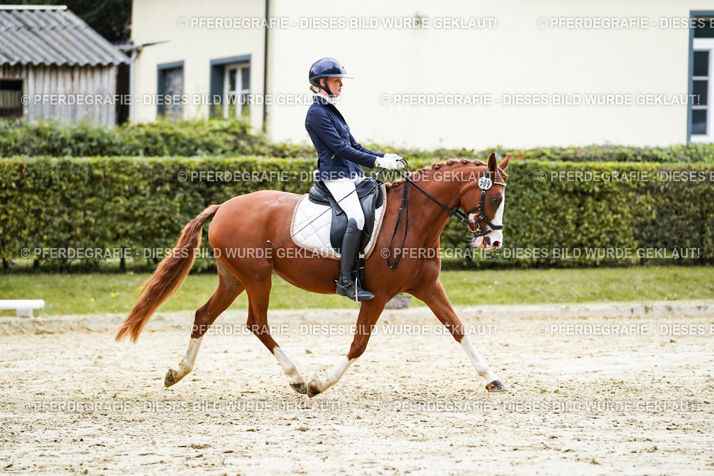 DSC07531 | Pferdegrafie