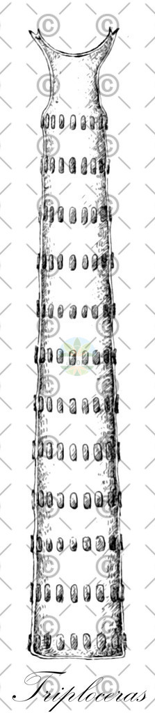 HistAbb_63W4X_1_ENZY_Simple | Historische Abbildung von Triploceras - Desmidiaceae (0) | Historical Illustration of Triploceras - Desmidiaceae (0)