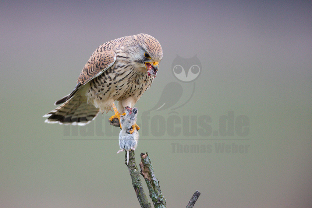 20200111-663A6825 | Der Turmfalke ist der am häufigsten vorkommende Falke Mitteleuropas. Der Öffentlichkeit ist er relativ vertraut, da er sich auch Städte und Stadträume als Lebensraum erobert hat und öfter beim „Rüttelflug“ zu beobachten ist.  - Realisiert mit Pictrs.com