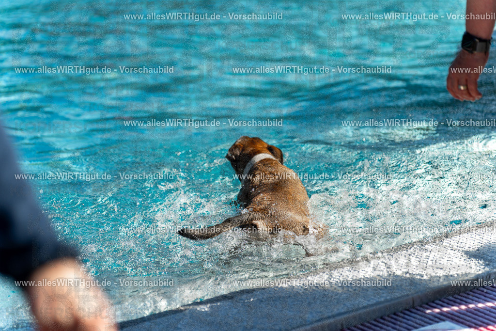 Hundeschwimmen_Volksbad_2026-allesWIRTHgut_Tierfotografie-2609061123-103338-7R509593 | Professionelle Tierfotografie in Mönchengladbach von Daniel Wirth (allesWIRTHgut). Liebevolle & natürliche Bilder von Hunden & Katzen für unvergessliche Erinnerungen.