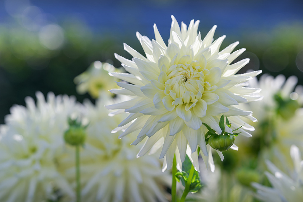 Semi-Kaktus Dahlie Hy Debut | Lichtbrechungen in ihrer schönsten Form, an den Blütenrändern der Semi-Kaktus Dahlie „Hy Debut“. Ihr Name erweckt den süßen Anschein, als ob diese Dahlie die erste am Morgen ist, die das Sonnenlicht einfängt und in den Garten fächert. — Original-Größe des Bildes: 8256 x 5504 px. - Realisiert mit Pictrs.com