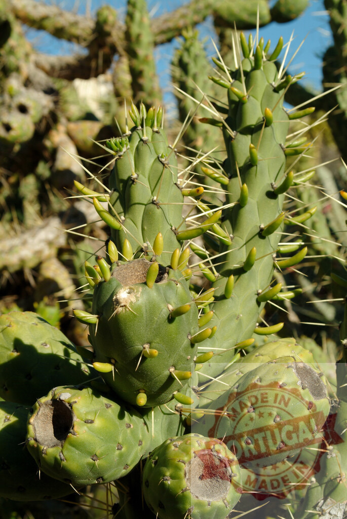 Cholla cactus growing sharp spines in desert | Cholla cactus plant showing sharp spines and budding growth in desert environment - Realisiert mit Pictrs.com