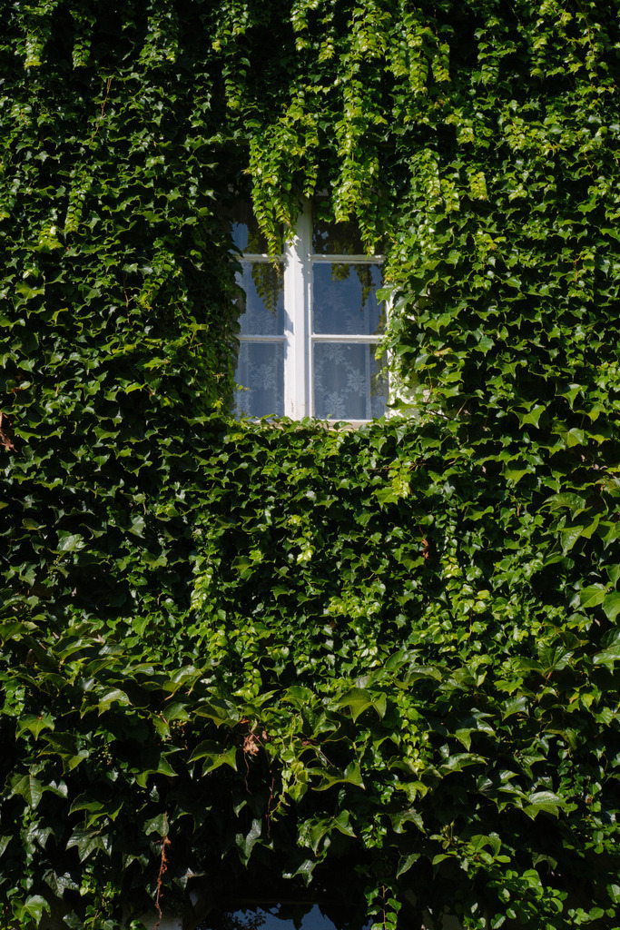 Altes Fenster im Haus von Efeu umwachsen | Eggenburg, Austria - September 08, 2023: Altes Fenster im Haus von Efeu umwachsen. - Realisiert mit Pictrs.com