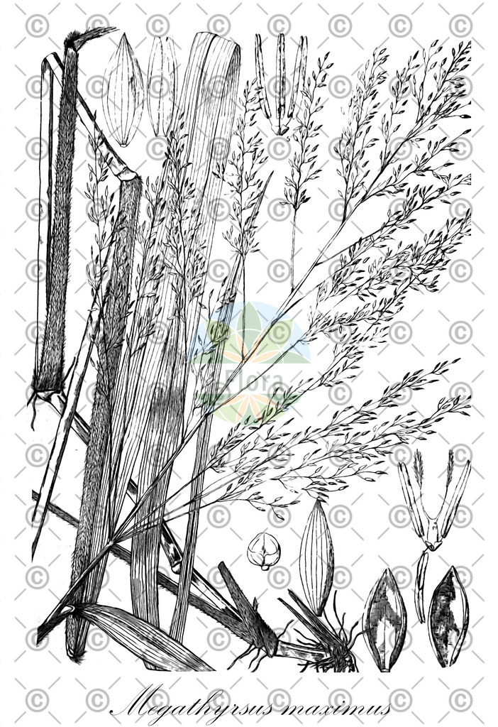 HistAbb_wfo-0001423855_1_ENZY_Simple | Historische Abbildung von Megathyrsus maximus - Poaceae | Historical Illustration of Megathyrsus maximus - Poaceae