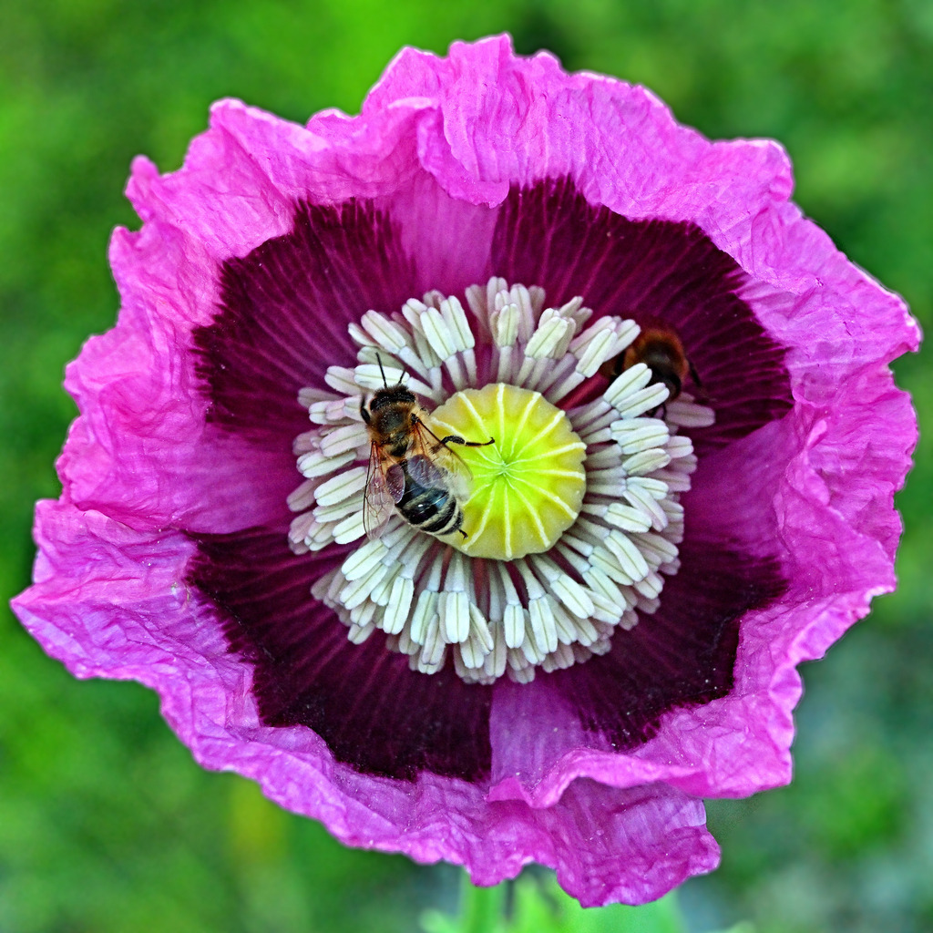 Schlafmohn02q | greenwatching-with-luci - Realisiert mit Pictrs.com