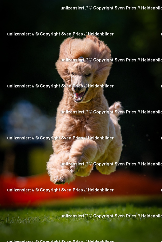 Sven Pries | 2025-08-10 - Hunderennen Durlach - Realisiert mit Pictrs.com