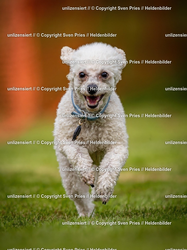 Sven Pries | 2024-09-22 - Hunderennen Baden-BadenPudelverein - Realisiert mit Pictrs.com