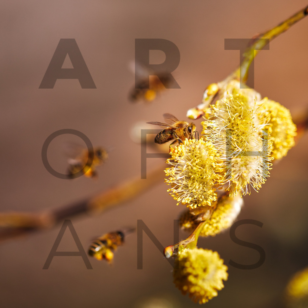 Ein Hans Fineart Original | Entdecke die Kunst von Hans Fineart - Fotografien für dein Zuhause. Verwandle deine Wände mit einzigartigen Kunstwerken und bringe die Schönheit der Welt in dein Leben. Bestelle jetzt und schaffe einen Ort der Inspiration und Eleganz.