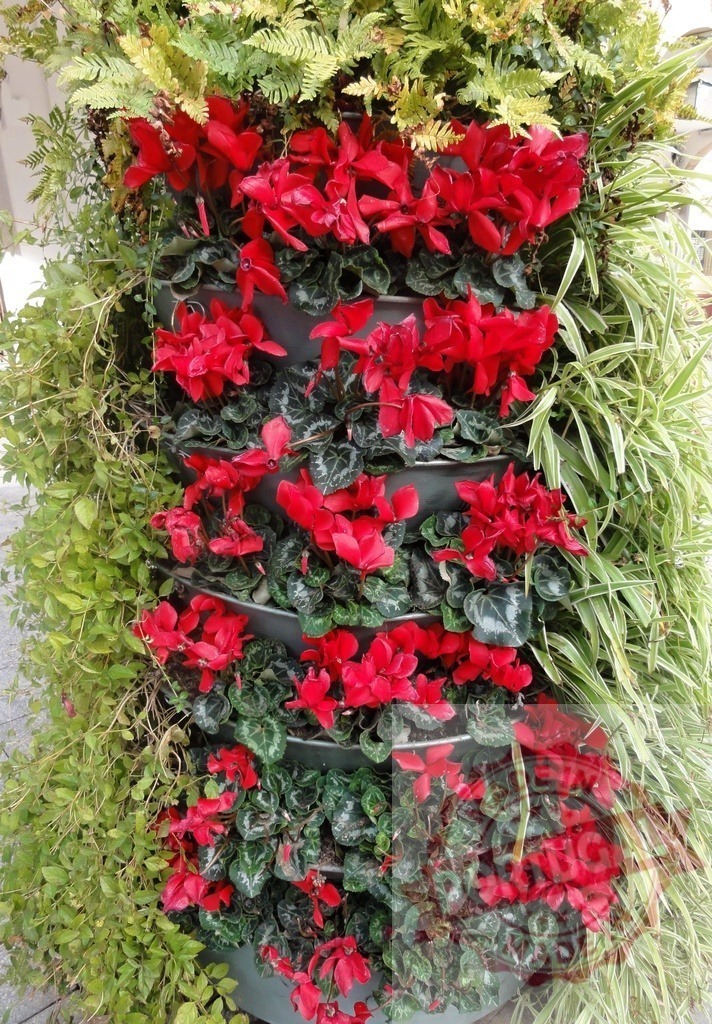 Vertical garden with red cyclamen and ferns growing in stacked pots | Beautiful vertical garden with vibrant red cyclamen and lush green ferns thriving in a stacked pot arrangement - Realisiert mit Pictrs.com
