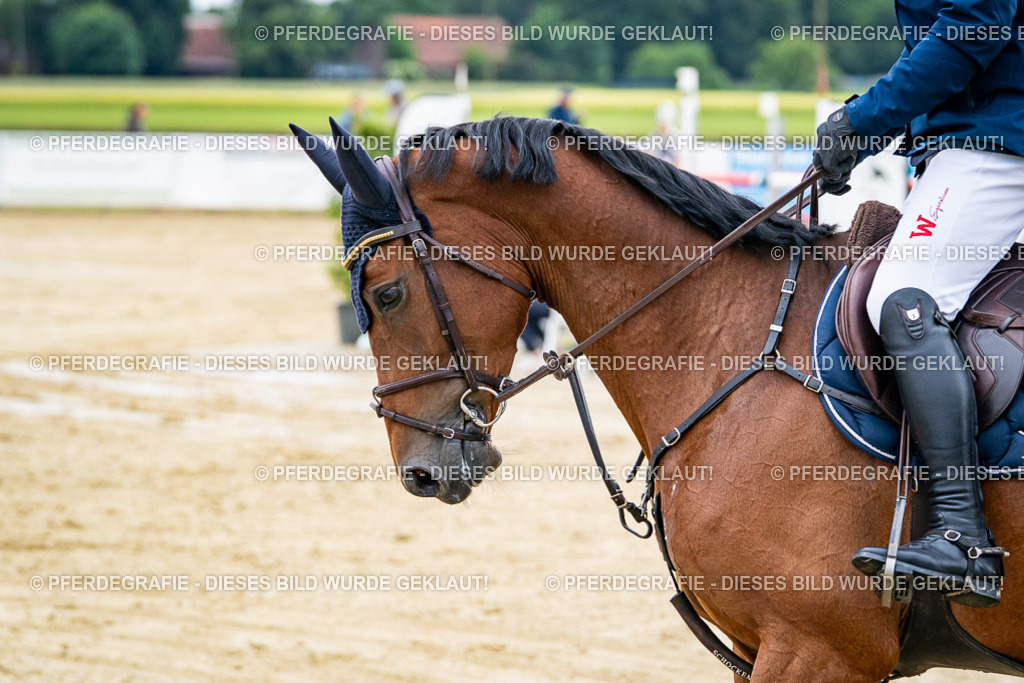 DSC04643 | Pferdegrafie