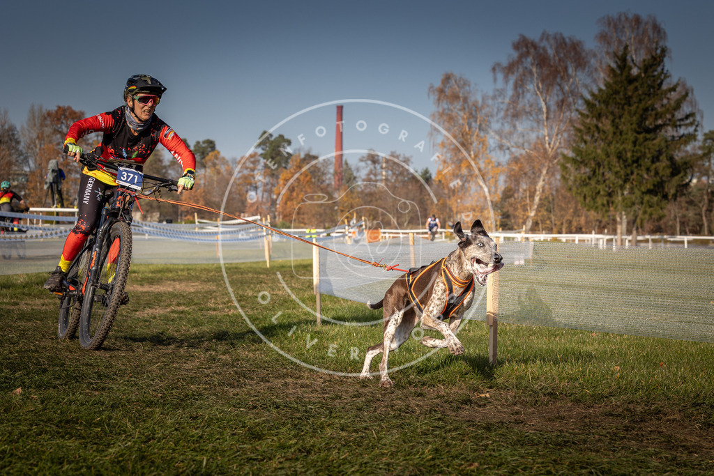CaniXpix_0L8A7886 | Hundefotografie, Tierfotograf, Pfotenfotografie, Fotoshooting Hund, Hunde Portrait, Hundesport, Hundeportraits, Heideshooting, Hunde, Sportfotograf, Hundefotograf, Turnierhundsport, THS,  - Realisiert mit Pictrs.com