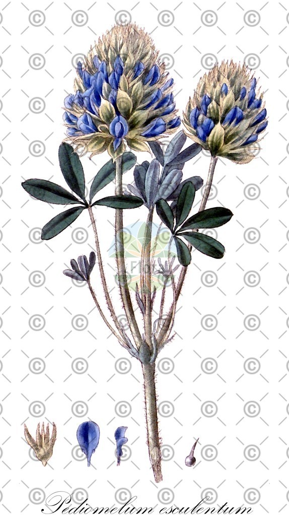 HistAbb_wfo-0001293847_1_ENZY_Simple | Historische Abbildung von Pediomelum esculentum - Fabaceae | Historical Illustration of Pediomelum esculentum - Fabaceae