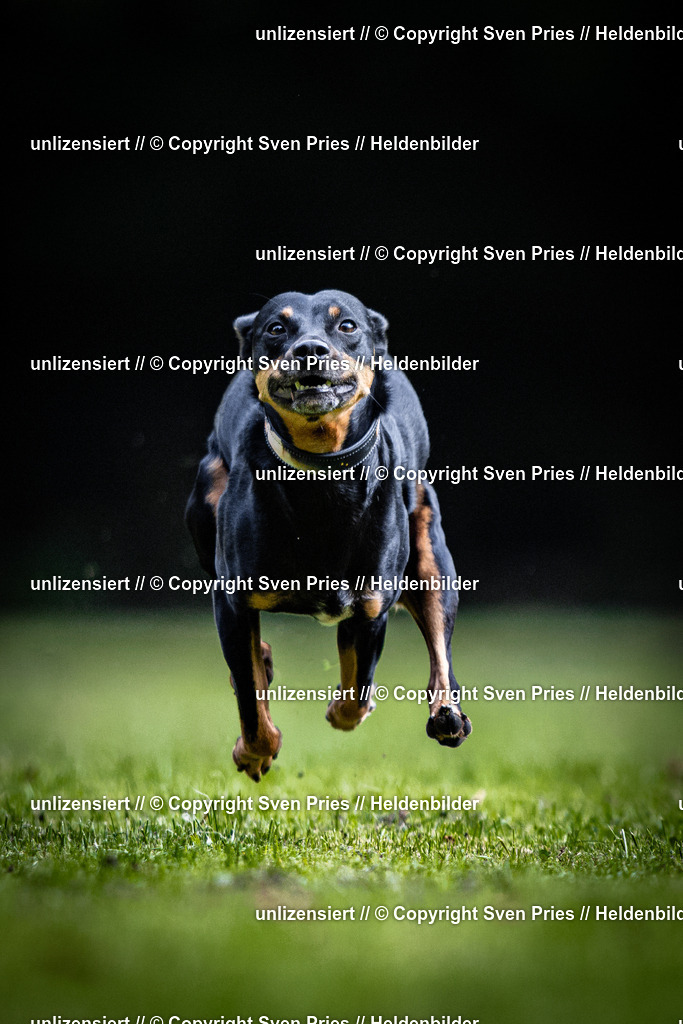 Sven Pries | 2025-10-03 - Hunderennen Obergrombach - Realisiert mit Pictrs.com