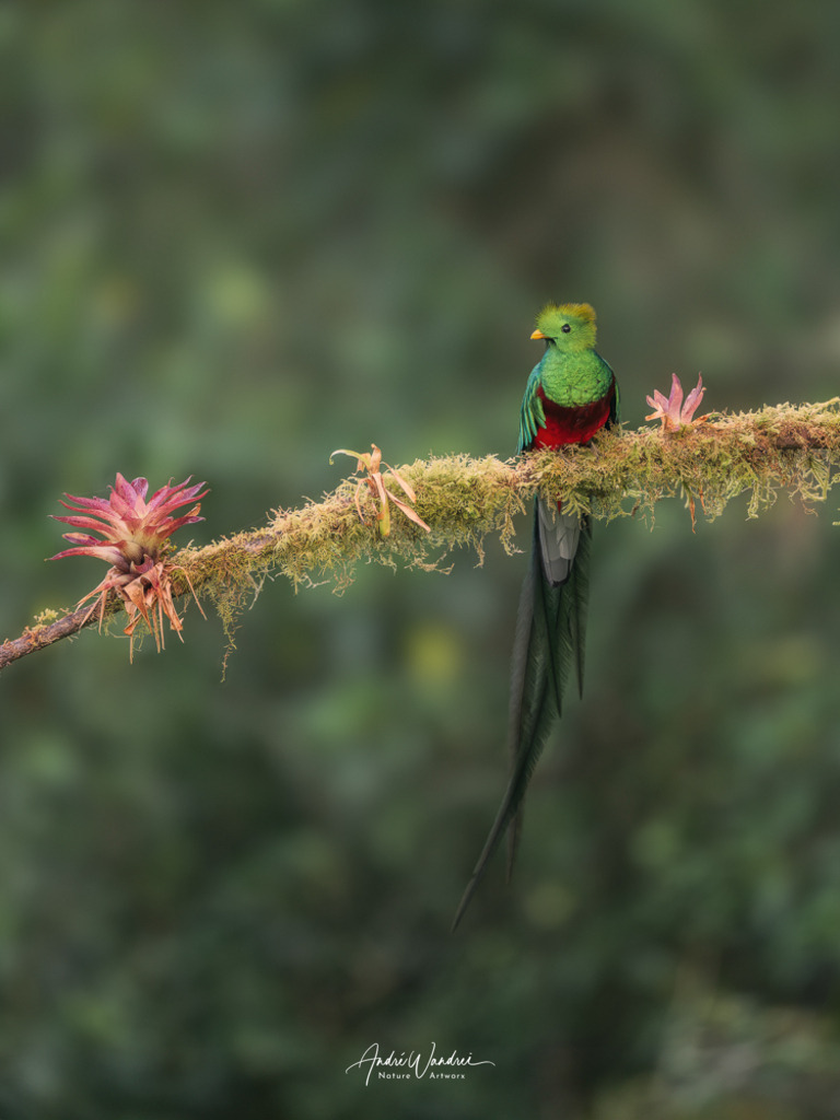 Smaragd über Moos | Andre Wandrei - Nature Artworx - Realisiert mit Pictrs.com