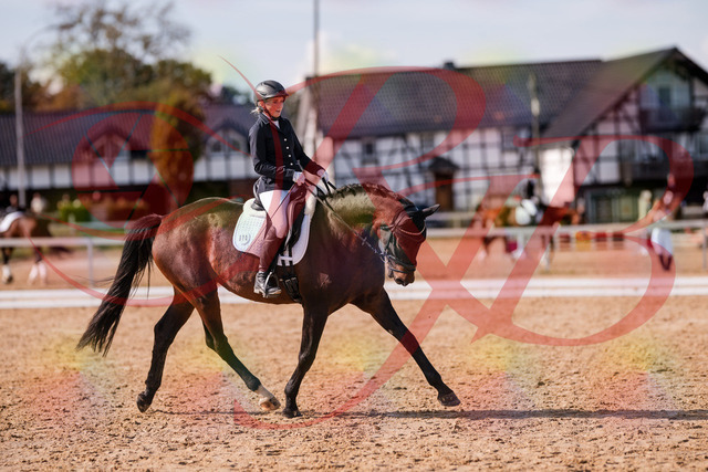 2026_10_03_Siefer-Hof_133826_Z81_96271768 | Professionelle Reitsport-, Turnier- und Eventfotografie von Robert Broda. Galerien mit ausgewählten und bearbeiteten Bildern direkt online ansehen und bestellen.