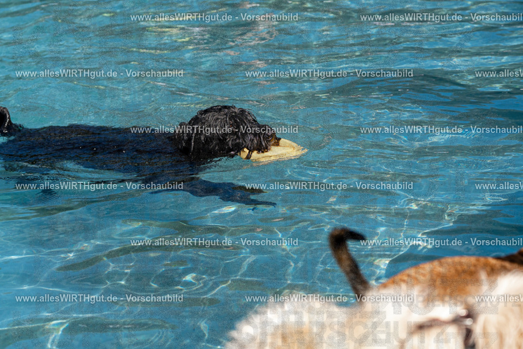 Hundeschwimmen_Volksbad_2026-allesWIRTHgut_Tierfotografie-2609061208-FAY06381 | Professionelle Tierfotografie in Mönchengladbach von Daniel Wirth (allesWIRTHgut). Liebevolle & natürliche Bilder von Hunden & Katzen für unvergessliche Erinnerungen.
