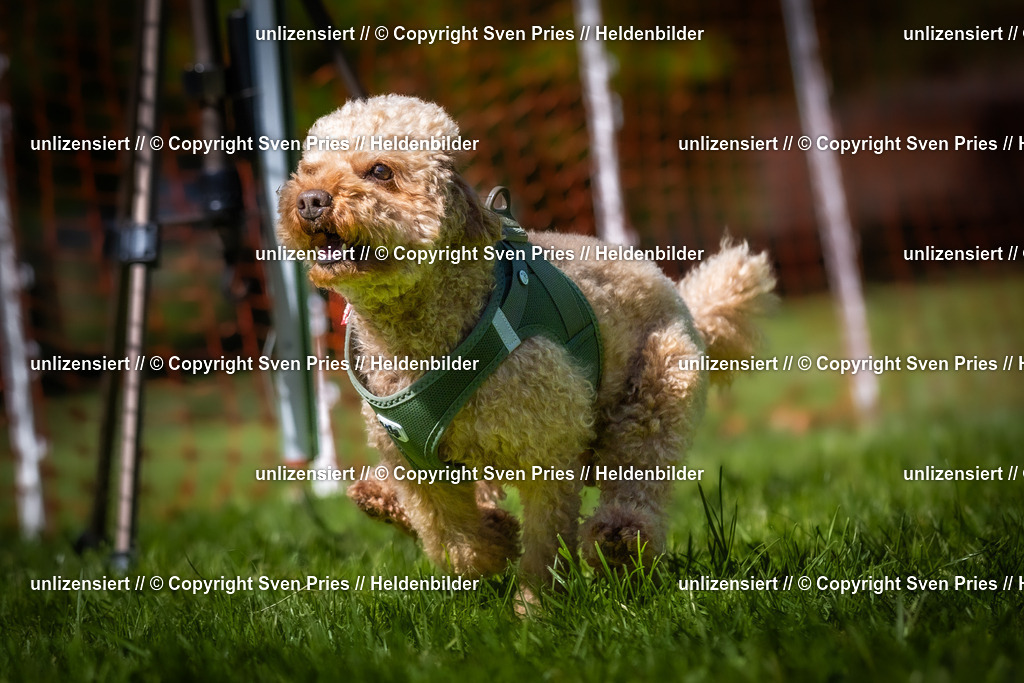 Hunderennen_April_2026_662 | 2026-04-26 - Hunderennen Baden-Oos April 2026 - Realisiert mit Pictrs.com