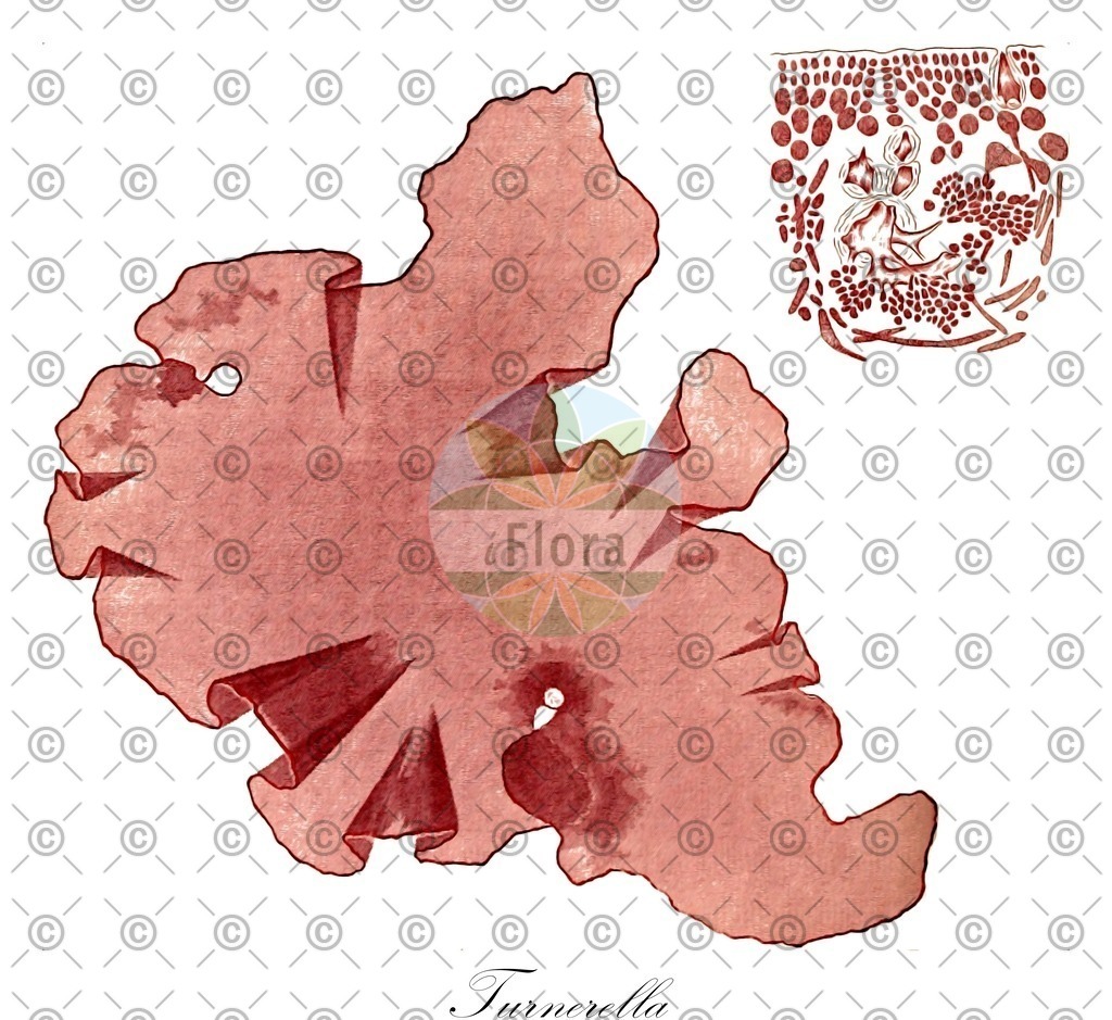 HistAbb_wfo-0001066995_1_ENZY_Simple | Historische Abbildung von Turnerella - Furcellariaceae (0) | Historical Illustration of Turnerella - Furcellariaceae (0)