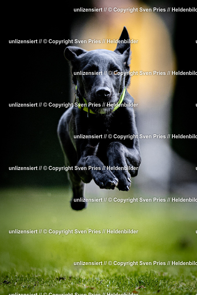 Sven Pries | 2025-10-03 - Hunderennen Obergrombach - Realisiert mit Pictrs.com