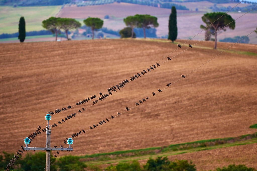 Voegel sitzen auf der Stromleitung | Pozzuolo, Italien - September 07, 2016: Voegel sitzen auf der Stromleitung, im Hintergrund Ackerlandschaft und Bäume. - Realisiert mit Pictrs.com
