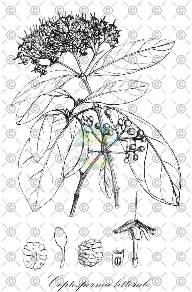 HistAbb_3TWC_1_ENZY_Simple | Historische Abbildung von Coptosperma littorale - Rubiaceae | Historical Illustration of Coptosperma littorale - Rubiaceae