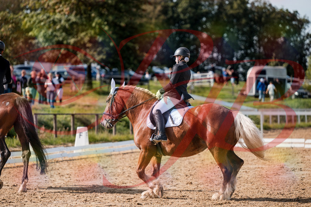 2026_10_03_Siefer-Hof_130515_Z63_68709070 | Professionelle Reitsport-, Turnier- und Eventfotografie von Robert Broda. Galerien mit ausgewählten und bearbeiteten Bildern direkt online ansehen und bestellen.
