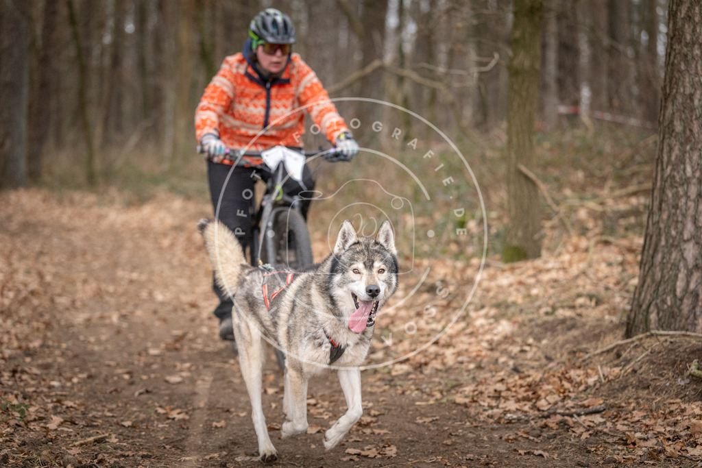 Pfotenfotografie_DV3A6439 | Hundefotografie, Tierfotograf, Pfotenfotografie, Fotoshooting Hund, Hunde Portrait, Hundesport, Hundeportraits, Heideshooting, Hunde, Sportfotograf, Hundefotograf, Turnierhundsport, THS,  - Realisiert mit Pictrs.com