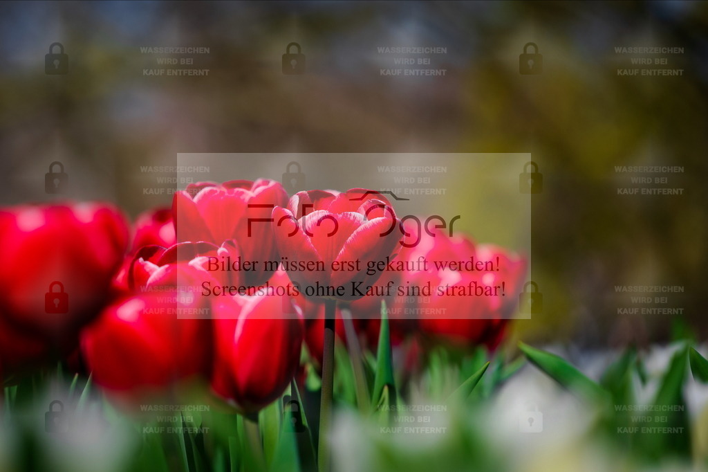 Rote Tulpen im Sonnenlicht | Leuchtend rote Tulpen öffnen sich im warmen Licht der Sonne – ein Sinnbild für Frühling, Leben und Neubeginn.Die sanfte Unschärfe im Hintergrund lenkt den Blick auf die kräftigen Blüten und lässt ihre Farbe besonders intensiv wirken. - Realisiert mit Pictrs.com