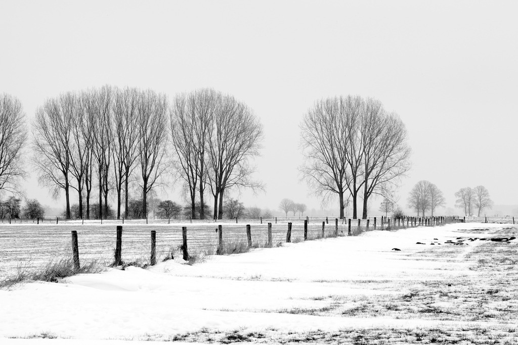 100115-063 | Europa, DEU, Deutschland, Nordrhein Westfalen, NRW, Rheinland, Niederrhein, Kalkar, Emmericher Eyland, Baeume, Pappeln, Baumreihe, Pappelreihe, WInter, Schnee, Tauwetter, Kategorien und Themen, Natur, Umwelt, Landschaft, Jahreszeiten, Stimmungen, Landschaftsfotografie, Landschaften, Landschaftsphoto, Landschaftsphotographie, Naturschutz, Naturschutzgebiete, Landschaftsschutz, Biotop, Biotope, Landschaftsschutzgebiete, Landschaftsschutzgebiet, Oekologie, Oekologisch, Typisch, Landschaftstypisch, Landschaftspflege

[Fuer die Nutzung gelten die jeweils gueltigen Allgemeinen Liefer-und Geschaeftsbedingungen. Nutzung nur gegen Verwendungsmeldung und Nachweis. Download der AGB unter http://www.image-box.com oder werden auf Anfrage zugesendet. Freigabe ist vorher erforderlich. Jede Nutzung des Fotos ist honorarpflichtig gemaess derzeit gueltiger MFM Liste - Kontakt, Uwe Schmid-Fotografie, Duisburg, Tel. (+49).2065.677997, 
archiv@image-box.com, www.image-box.com] - Realisiert mit Pictrs.com
