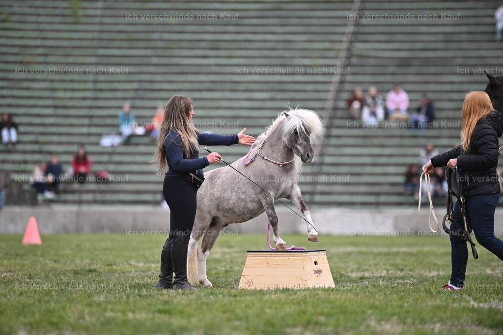 PI26_Show_Sara_Landvogt_226_1071.JPG | working equitationturnier fotograf videograf stoibphotography marixx film working equitation deutschland reitsport turnierfotografie eventfotografie equestrian events