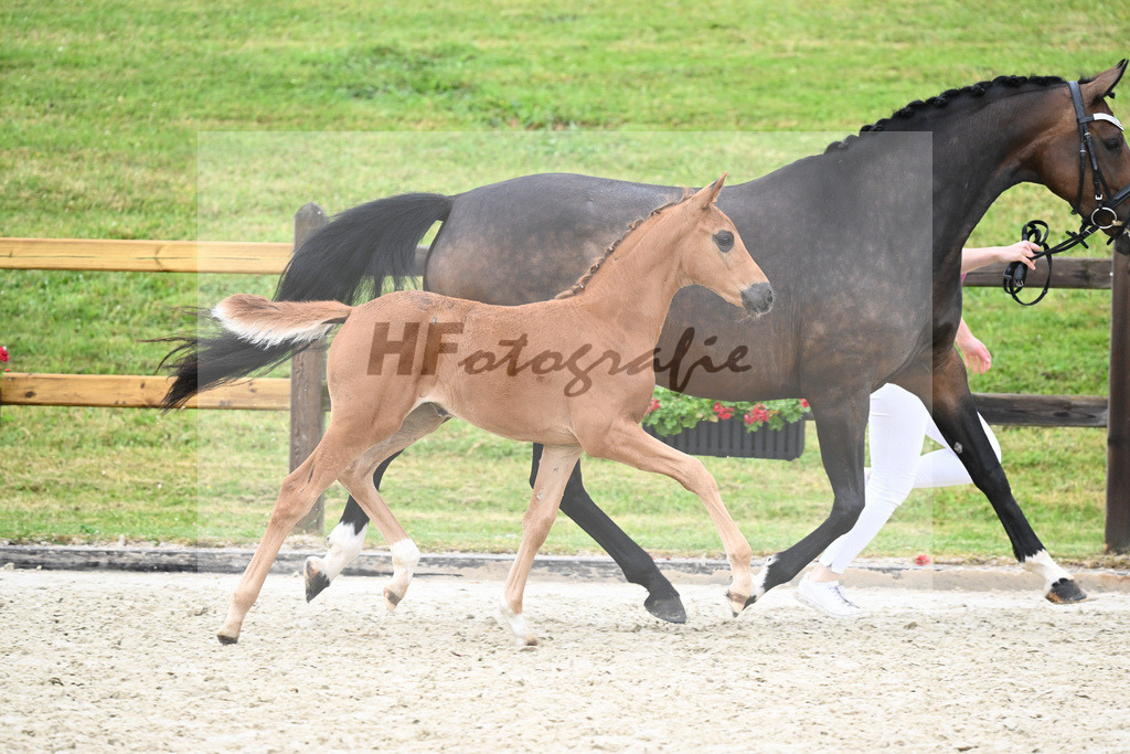 Kat-Nr. 50 SF Fidertanz_Haas_17231594 | hf-fotografie - Realisiert mit Pictrs.com