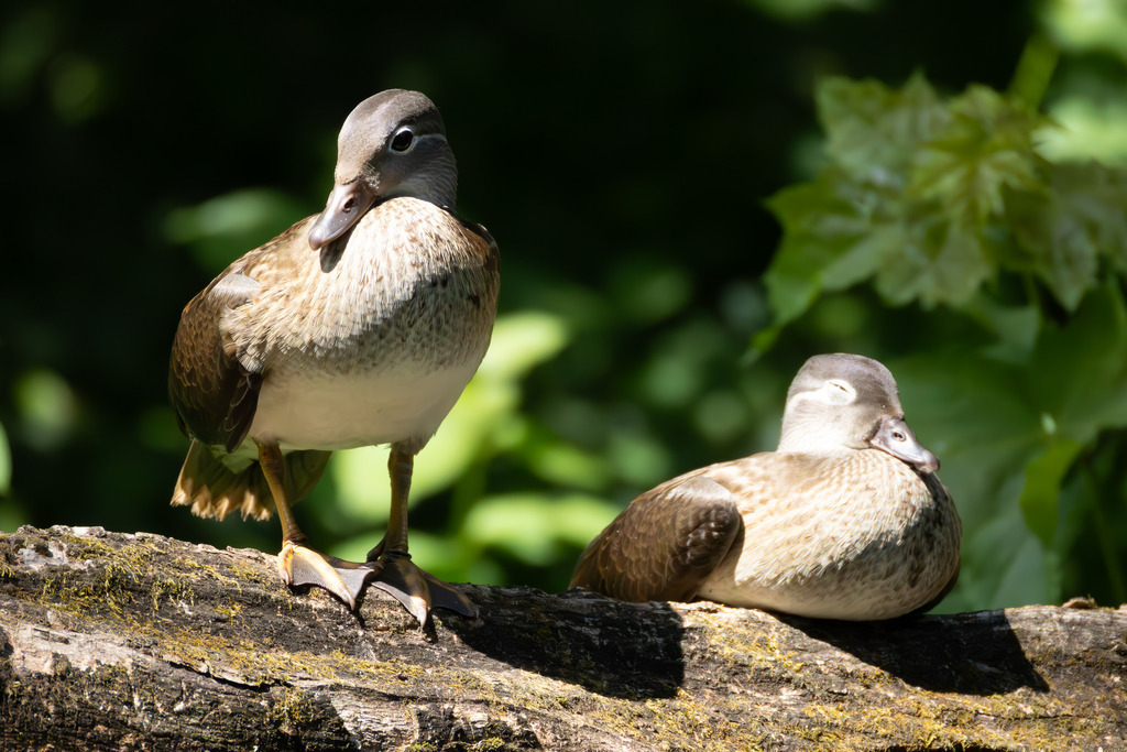 Die Mandarinente | Die Mandarinente ist eine Art aus der Familie der Entenvögel, die ursprünglich in Ostasien beheimatet ist. Ihr natürliches Verbreitungsgebiet erstreckt sich über Teile Nordostchinas, das Amurgebiet und Japan.
In Europa ist die Mandarinente keine einheimische Art. Sie wurde bereits im 18. Jahrhundert als Ziervogel eingeführt und primär in Parkanlagen gehalten. Die heute in vielen europäischen Ländern, darunter Großbritannien, Deutschland und den Niederlanden, freilebenden Populationen gehen auf entflogene Vögel aus Gefangenschaftshaltung zurück. Diese als Neozoen bezeichneten Populationen haben sich erfolgreich etabliert und sind aufgrund ihrer Kälteunempfindlichkeit und Ortstreue vielerorts ganzjährig zu beobachten. - Realisiert mit Pictrs.com