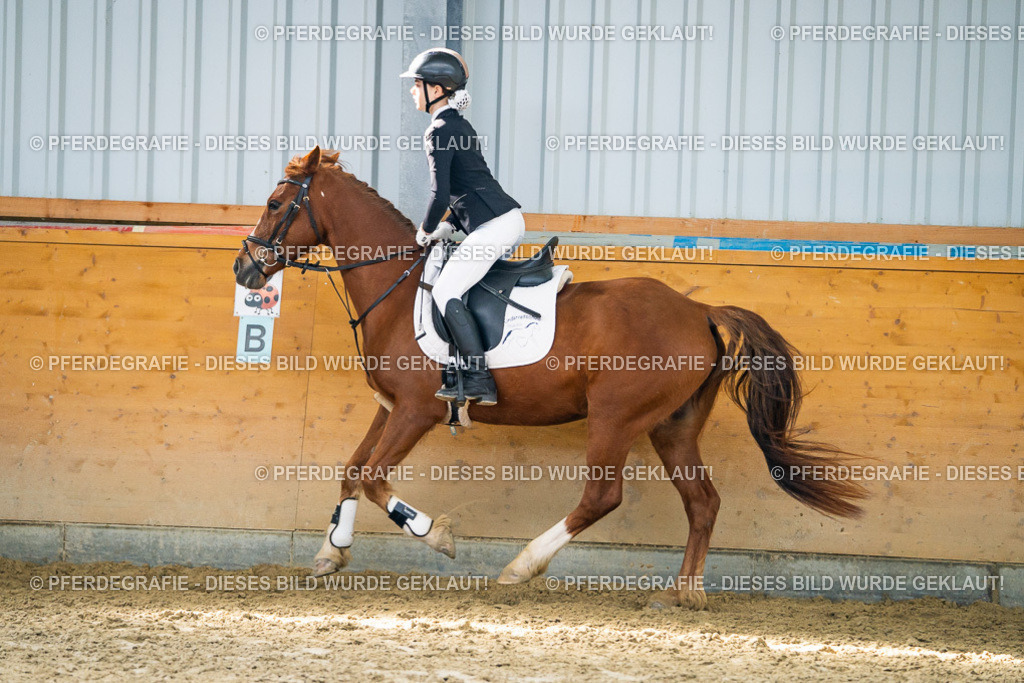 DSC01622 | Pferdegrafie