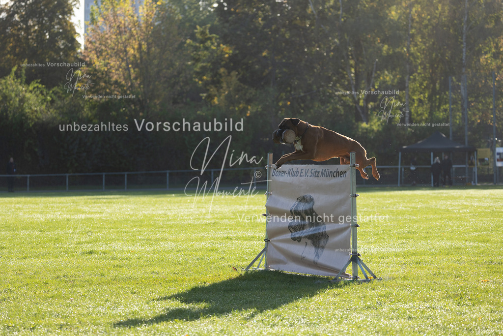 _16A6282 | Einzigartige Fotos von Hunden & Menschen –Actionfotos, Portraits, Vereinsaufnahmen & Paarshootings – authentisch, lebendig & mit Herz.