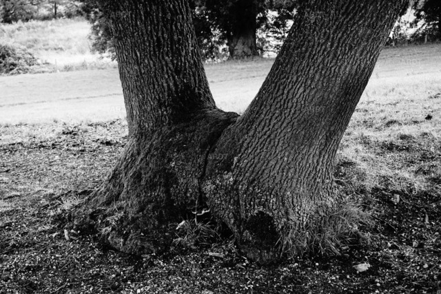 Baum Füße 19 | ARDT Foto Kunst