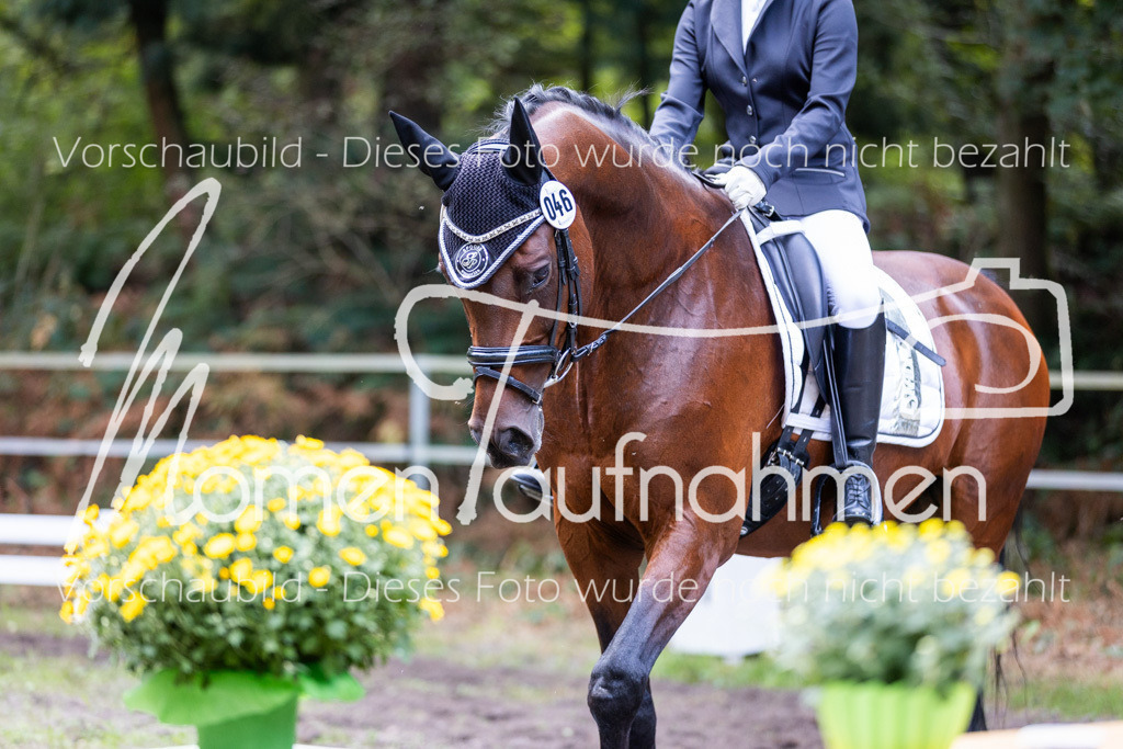 HB-Dressur-WB-098 | MomenTaufnahmen Pferdesportfotos