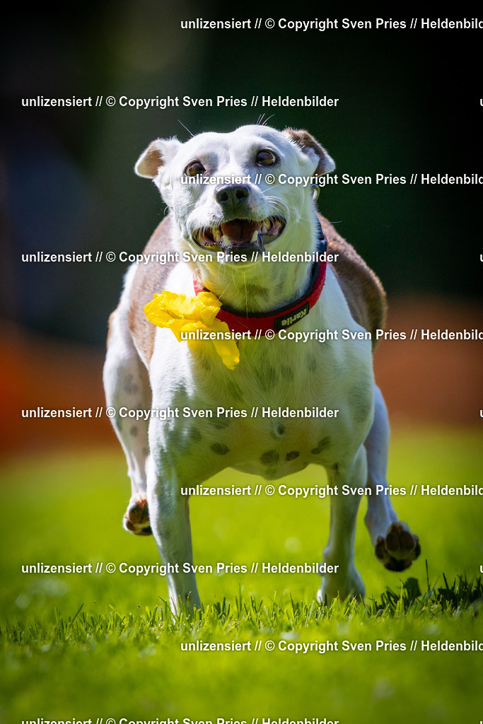 Sven Pries | 2025-08-10 - Hunderennen Durlach - Realisiert mit Pictrs.com