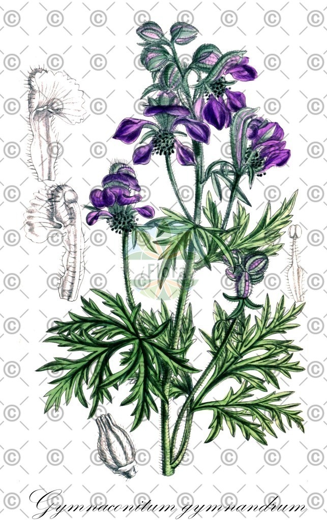 HistAbb_EMP_24549_SRC_Schlechtendal_FLORAD_SIMPLE | Historische Abbildung von Gymnaconitum gymnandrum - Ranunculaceae | Historical Illustration of Gymnaconitum gymnandrum - Ranunculaceae