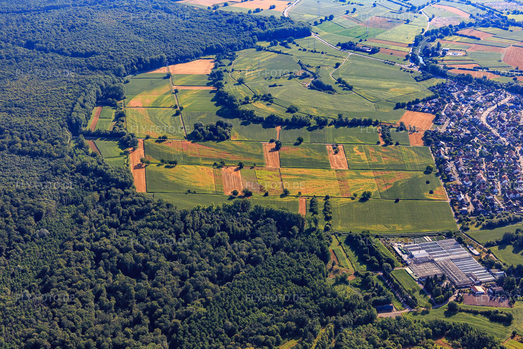 Luftbild: Spuren von Trockenschäden auf Feldern am Bienwald in Hagenbach im Bundesland Rheinland-Pfalz in Deutschland. Foto: IMG_084048.jpg vom 26.07.2015 durch Werner Riehm/FLY-FOTO.de