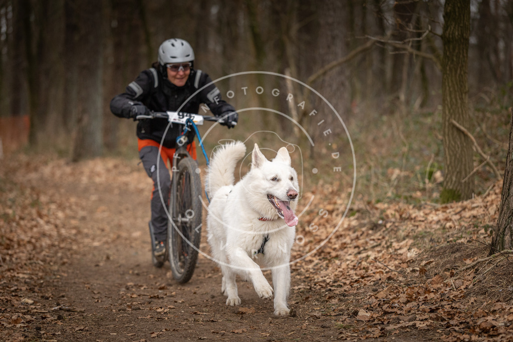 Pfotenfotografie_DV3A7250 | Hundefotografie, Tierfotograf, Pfotenfotografie, Fotoshooting Hund, Hunde Portrait, Hundesport, Hundeportraits, Heideshooting, Hunde, Sportfotograf, Hundefotograf, Turnierhundsport, THS,  - Realisiert mit Pictrs.com