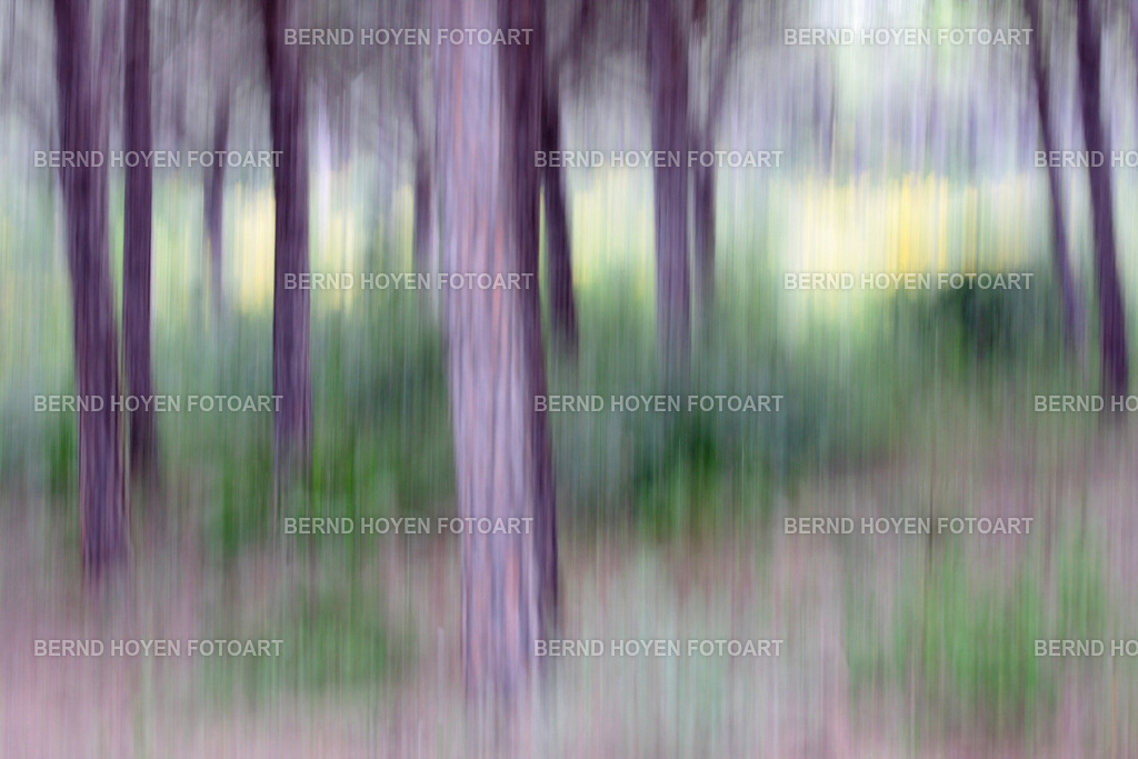 forest gumps | Fotografie einiger Bäume im Parque Natural de la Breña/Andalusien, Spanien.Die Aufnahme entstand durch Langzeitbelichtung und Mitziehen der Kamera (ICM / Wischtechnik). Durch nachträgliche Bildbearbeitung wurde ein märchenhafter Effekt erzielt. |  Photographs of some trees in the Parque Natural de la Breña, Andalusia, Spain.The image was created using a long exposure and panning the camera (ICM / panning technique). A fairy-tale effect was achieved through subsequent image editing. - Realisiert mit Pictrs.com