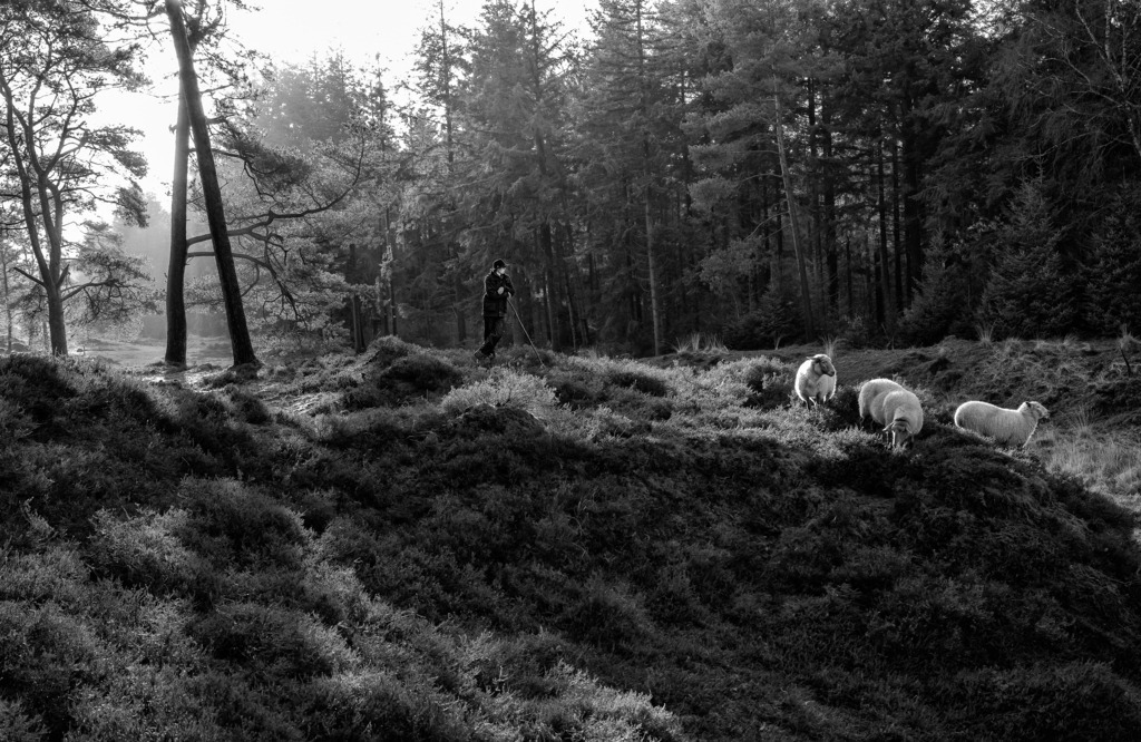 wanderschaefereien-schleswig-holstein-007 | Ruhepause für Schäferin und Schafe im Langenberger Forst bei Leck. - Realisiert mit Pictrs.com