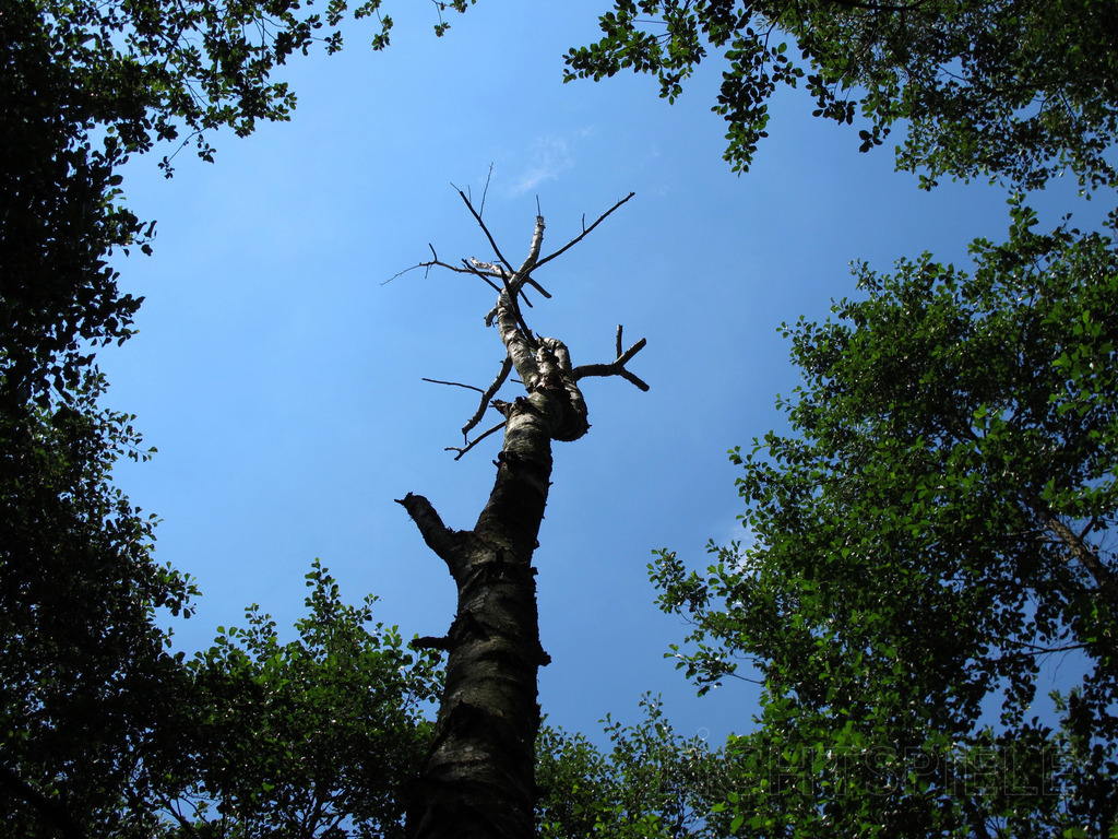 Atmen | Dürrer Baum ragt dem Himmel entgegen - Realisiert mit Pictrs.com