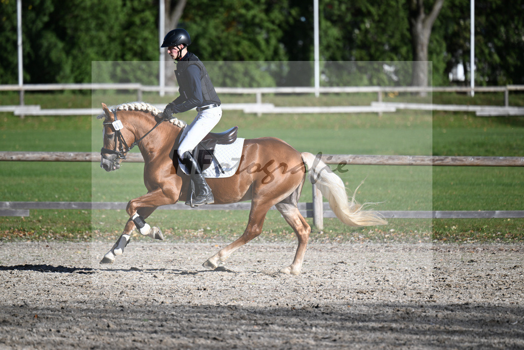 Kat-Nr. 7 Narcotic v. Nakuri_ZG Hackfurt u Weiser_43250738 | hf-fotografie - Realisiert mit Pictrs.com