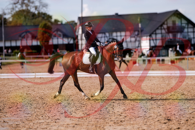 2026_10_03_Siefer-Hof_131844_Z81_66328773 | Professionelle Reitsport-, Turnier- und Eventfotografie von Robert Broda. Galerien mit ausgewählten und bearbeiteten Bildern direkt online ansehen und bestellen.